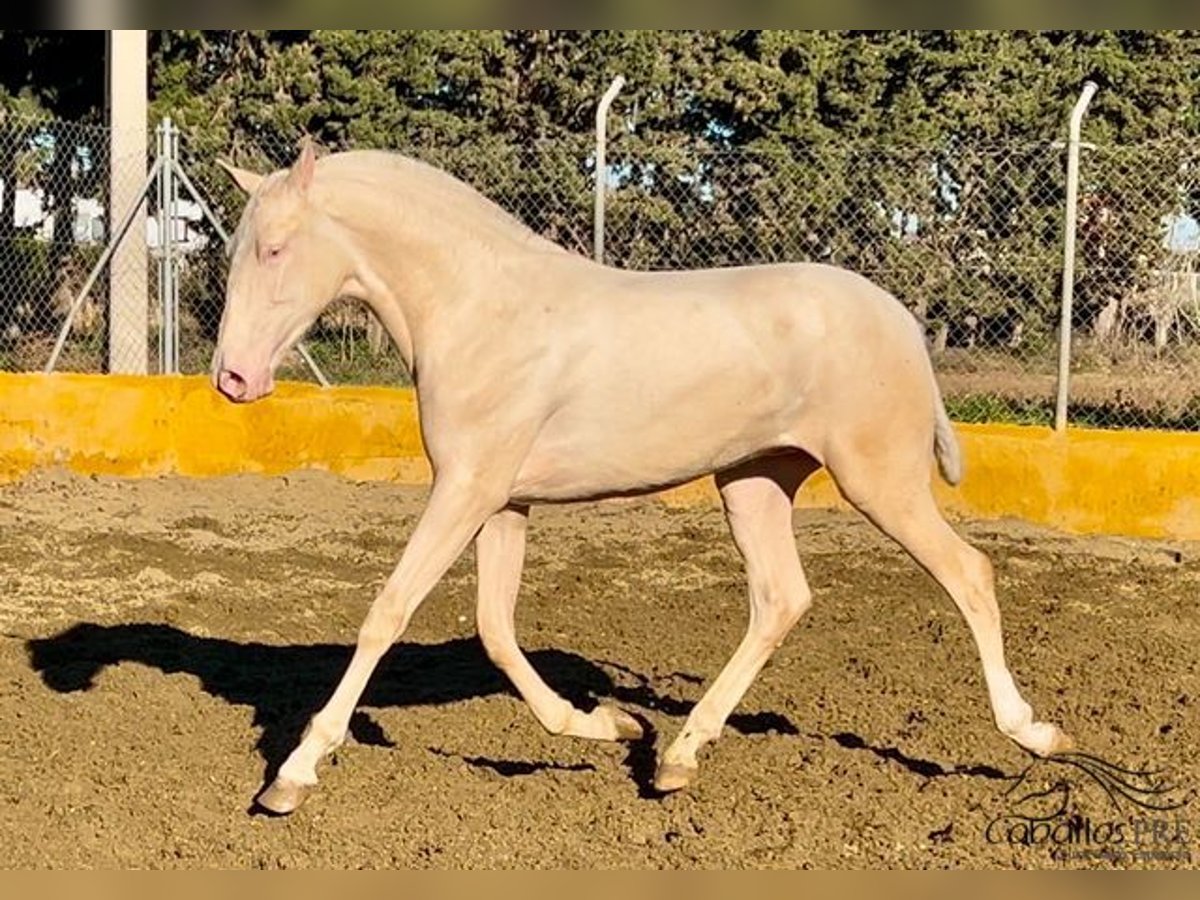 PRE Hengst 2 Jahre 153 cm Cremello in Barcelona