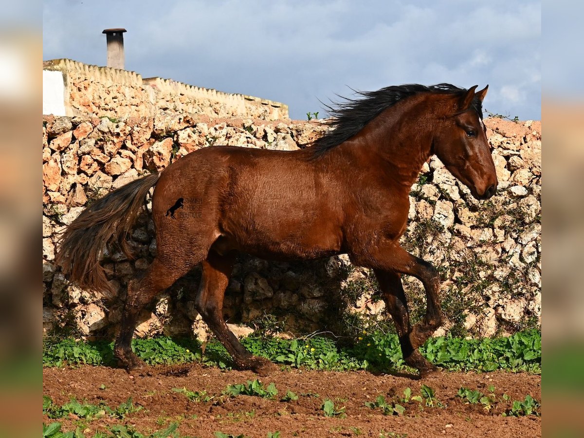 PRE Mix Hengst 2 Jahre 154 cm Brauner in Menorca