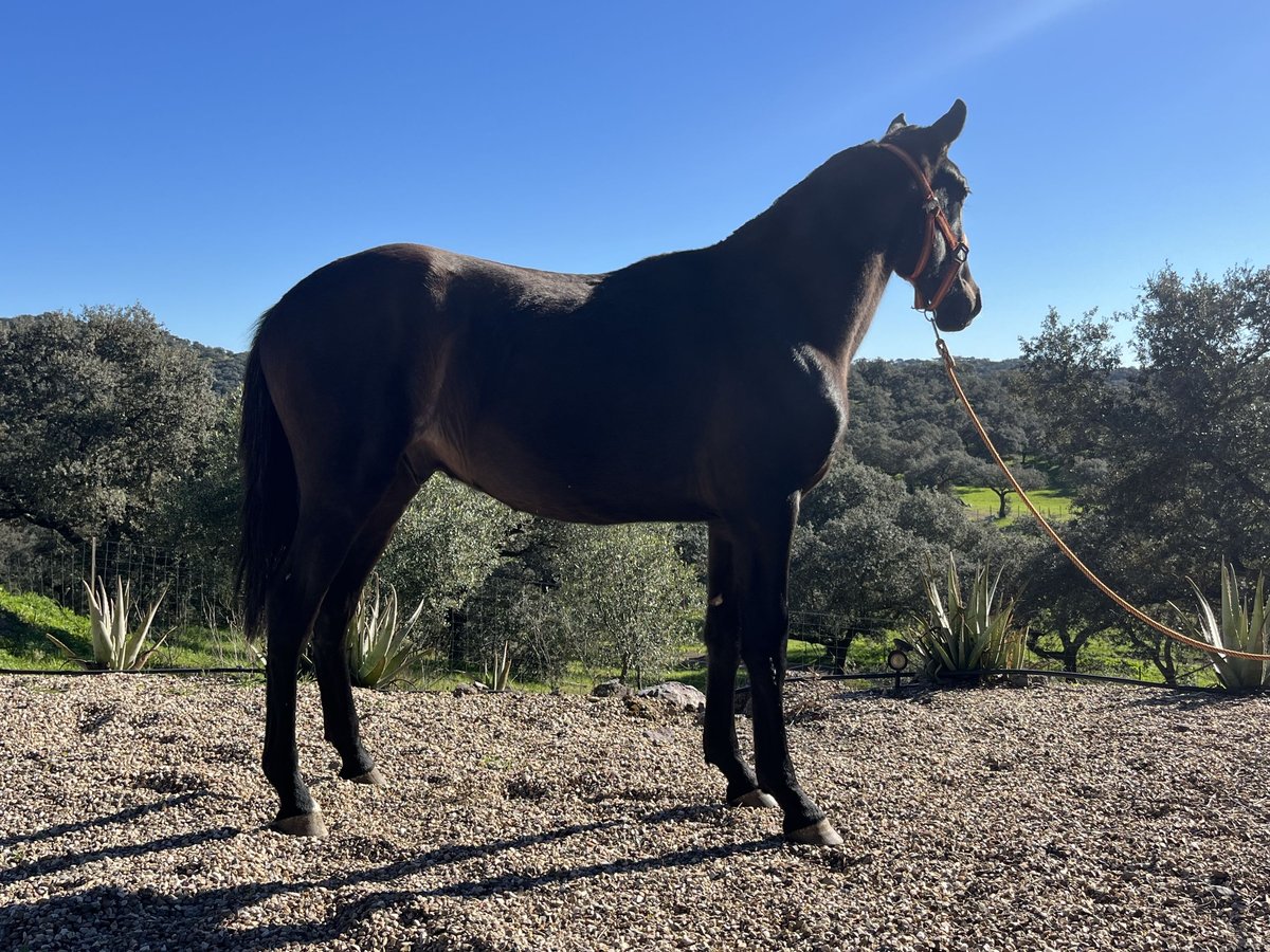 PRE Hengst 2 Jahre 155 cm Rappe in Posadas