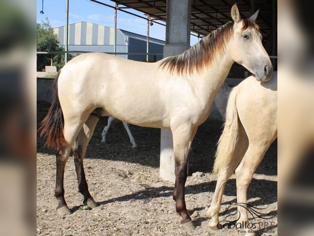 PRE Hengst 2 Jahre 156 cm Buckskin in Alicante