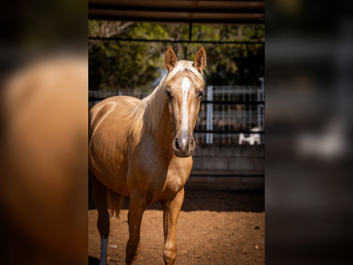 PRE Hengst 2 Jahre 156 cm Palomino in Rafelguaraf