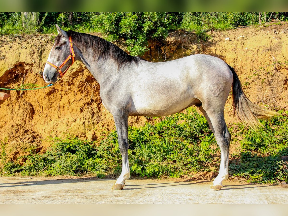 PRE Mix Hengst 2 Jahre 156 cm Schimmel in Terrassa