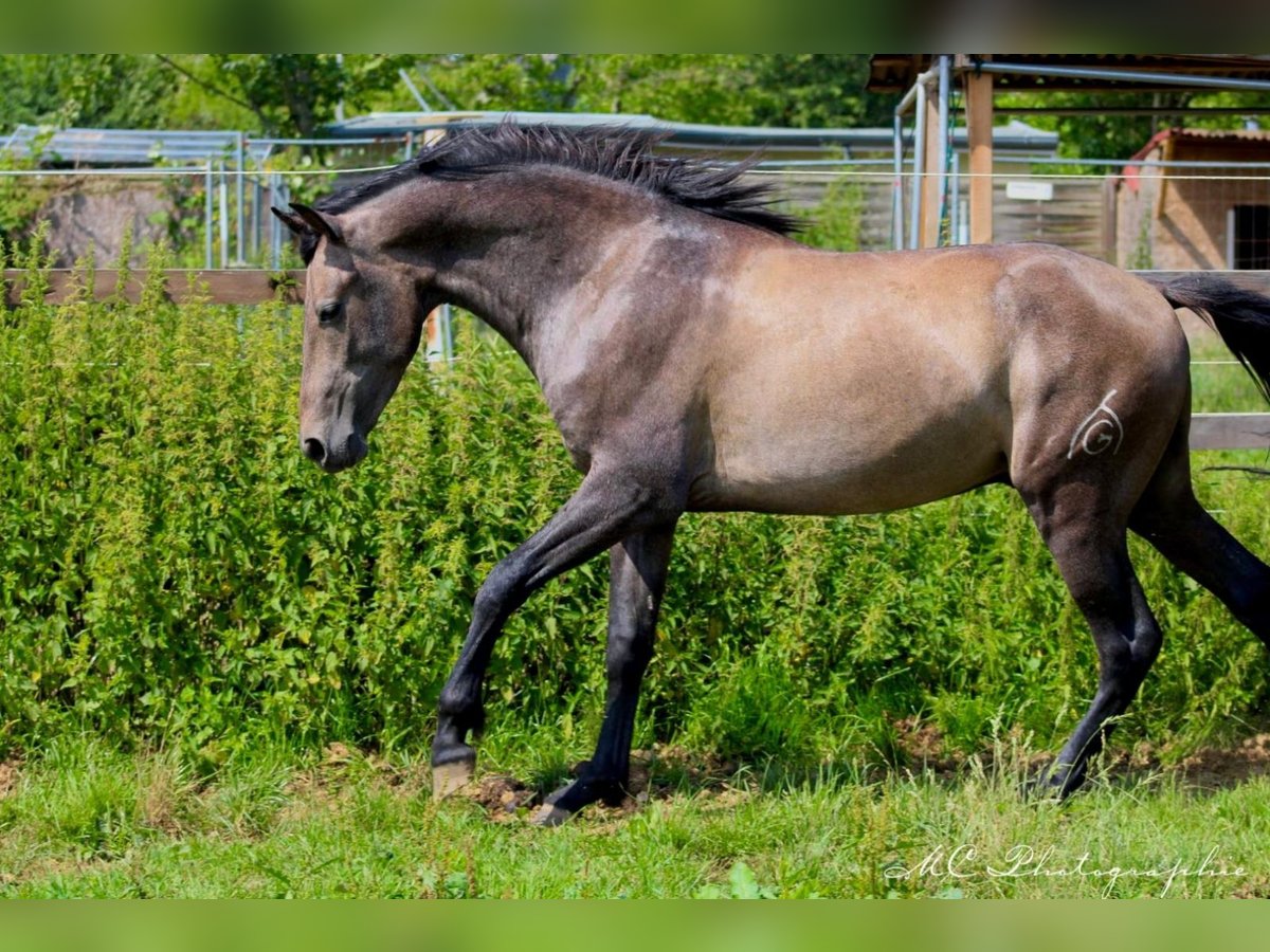 PRE Hengst 2 Jahre 157 cm Schimmel in Brandis