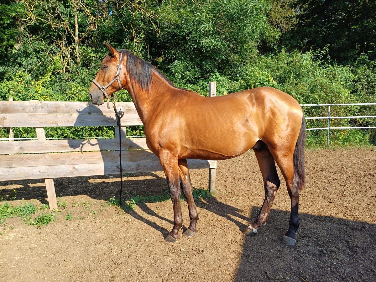 PRE Hengst 2 Jahre 158 cm Brauner in Marktoffingen