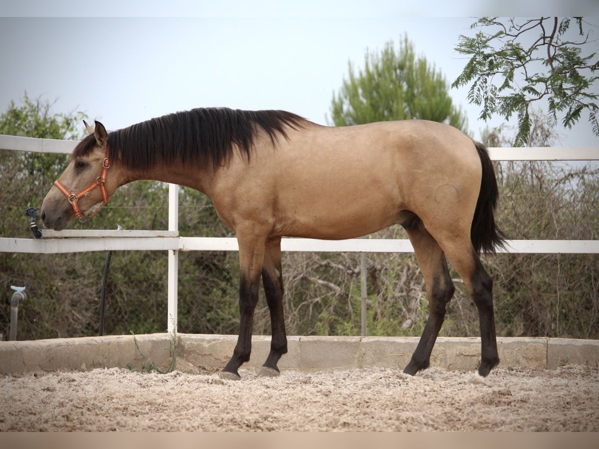 PRE Hengst 2 Jahre 158 cm Buckskin in Valencia