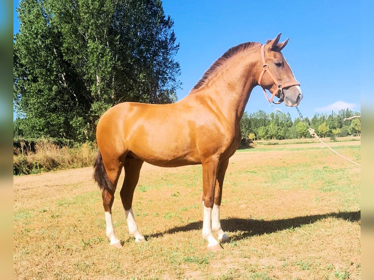 PRE Mix Hengst 2 Jahre 158 cm Fuchs in Salucar