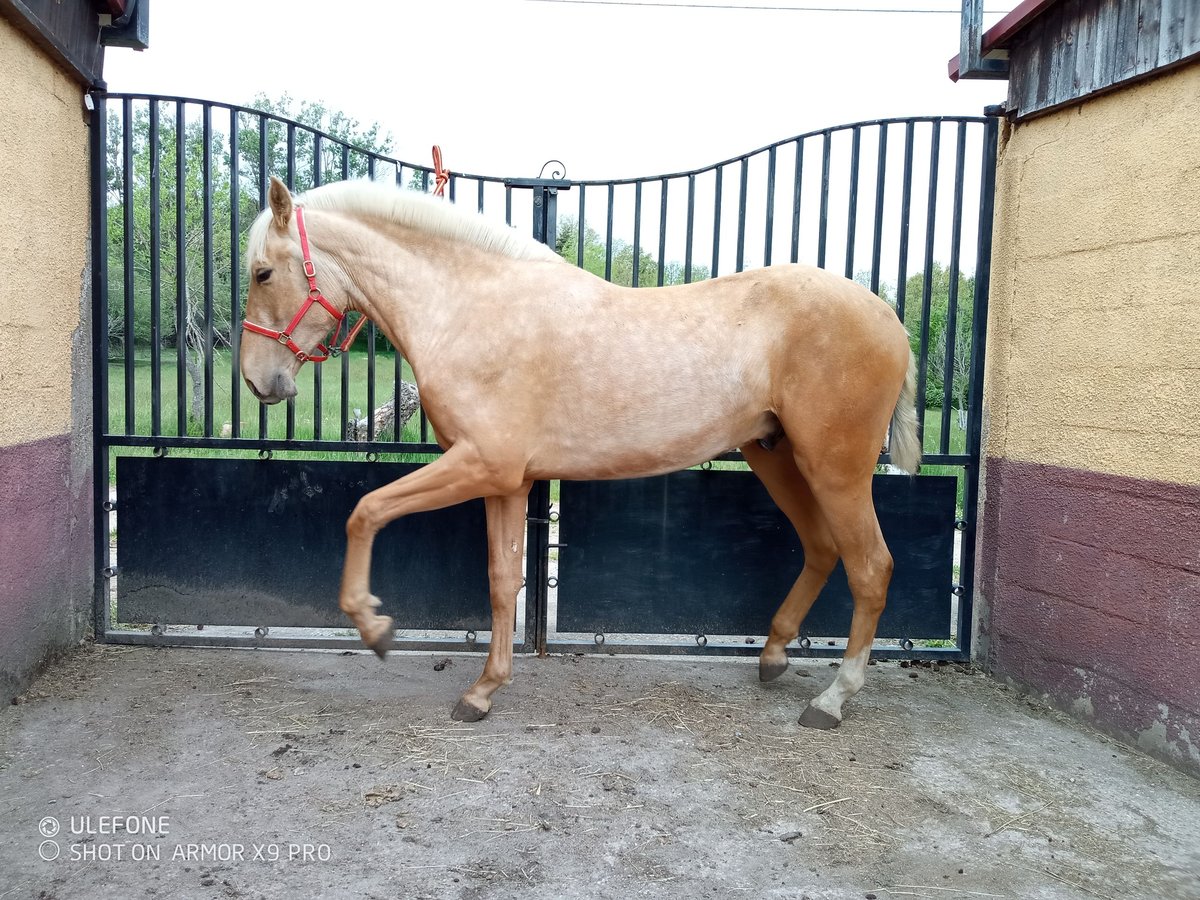 PRE Hengst 2 Jahre 160 cm Palomino in Campo Y Santibañez