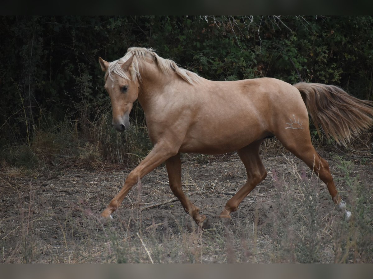 PRE Mix Hengst 2 Jahre 160 cm Palomino in El Real De La Jara PRE Mix Hengst 2 Jahre 160 cm Palomino in El Real De La Jara