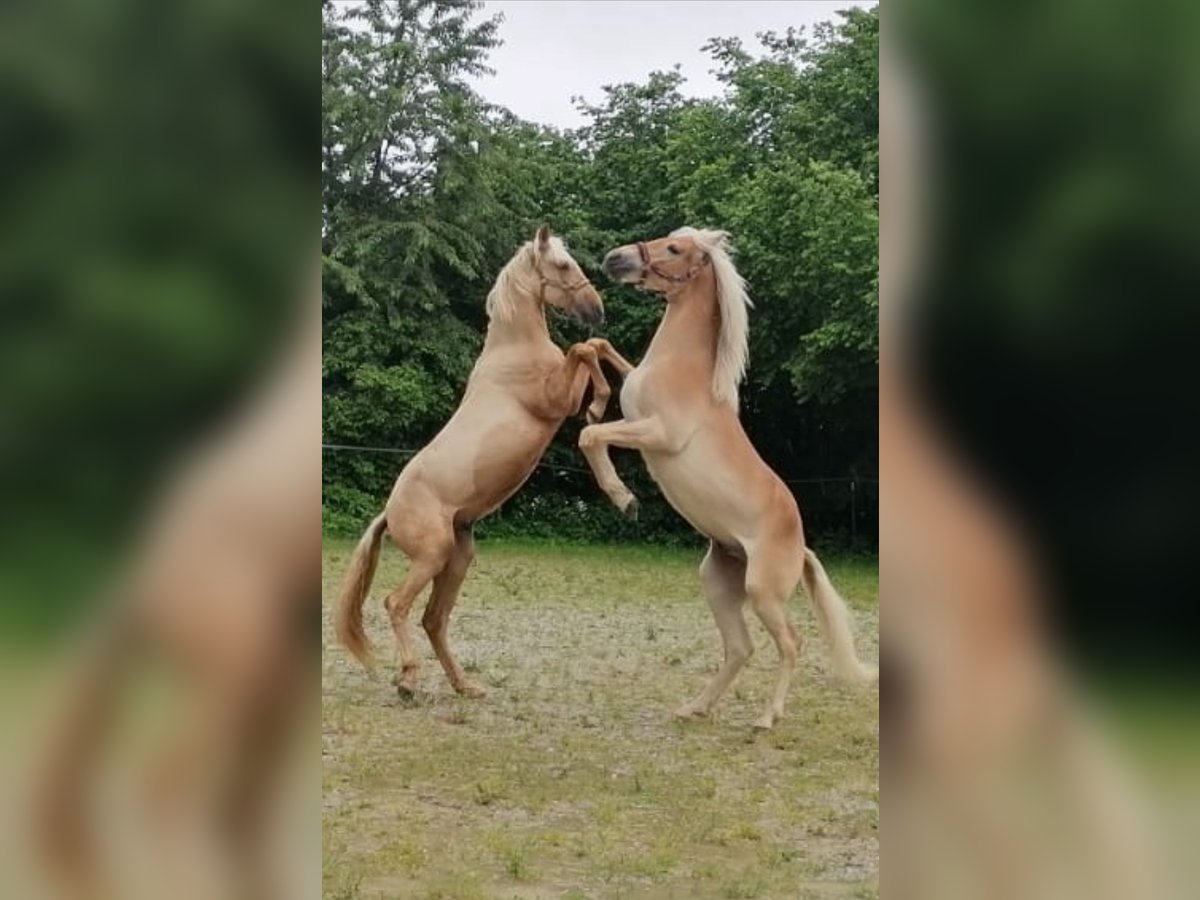 PRE Mix Hengst 2 Jahre 160 cm Palomino in Gottfrieding