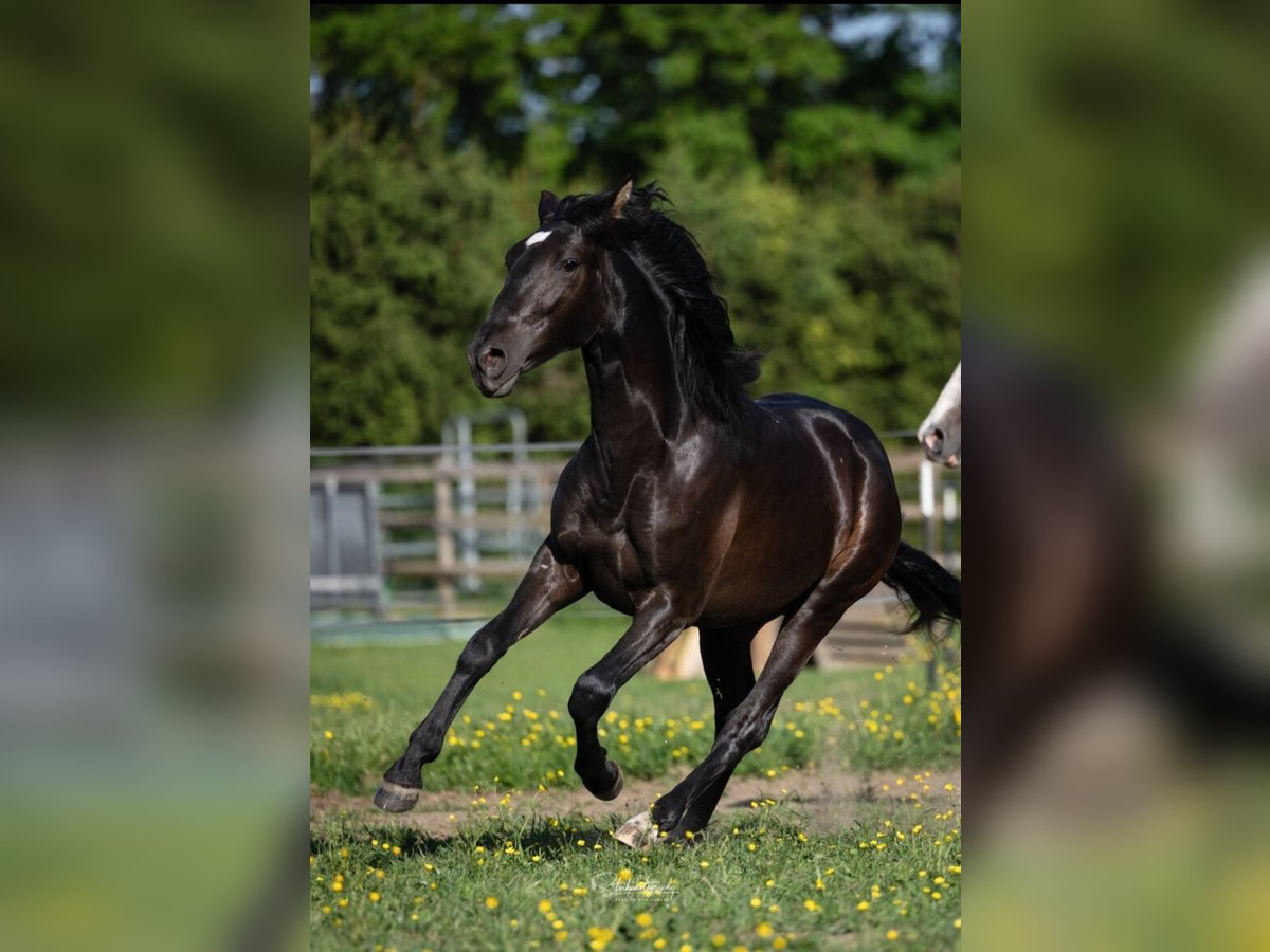PRE Mix Hengst 2 Jahre 160 cm Rappe in Edling