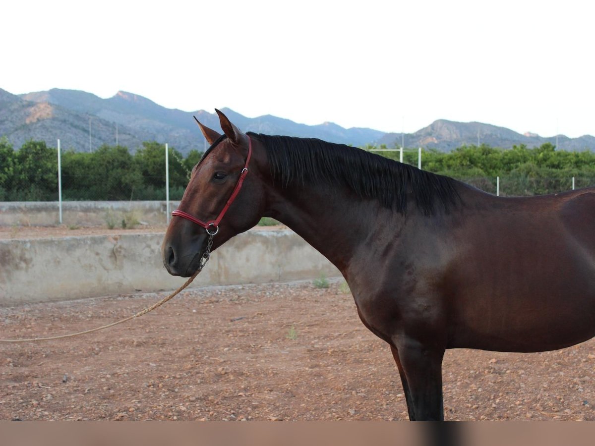 PRE Hengst 2 Jahre 162 cm Brauner in Castellon De La Plana/Castello De La Pla