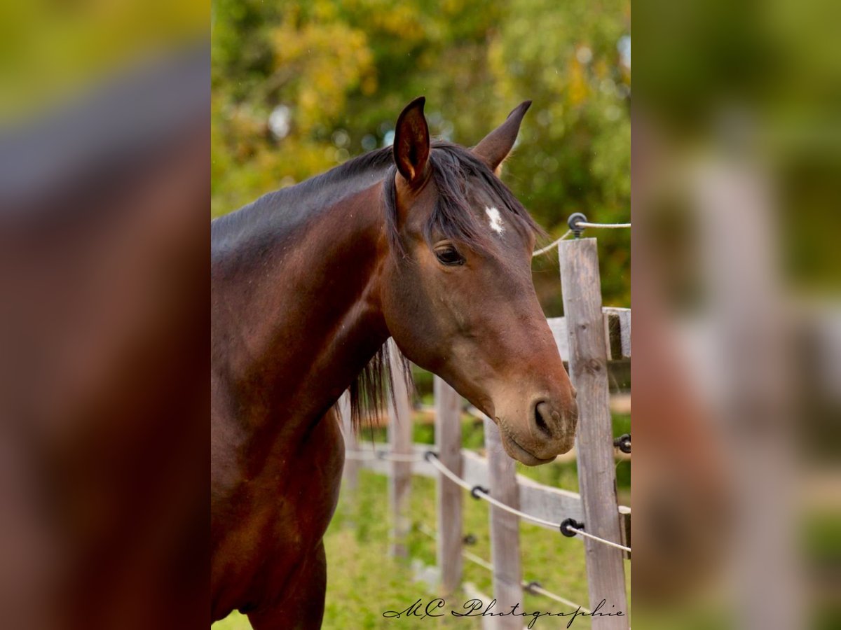 PRE Mix Hengst 2 Jahre 162 cm Brauner in Brandis