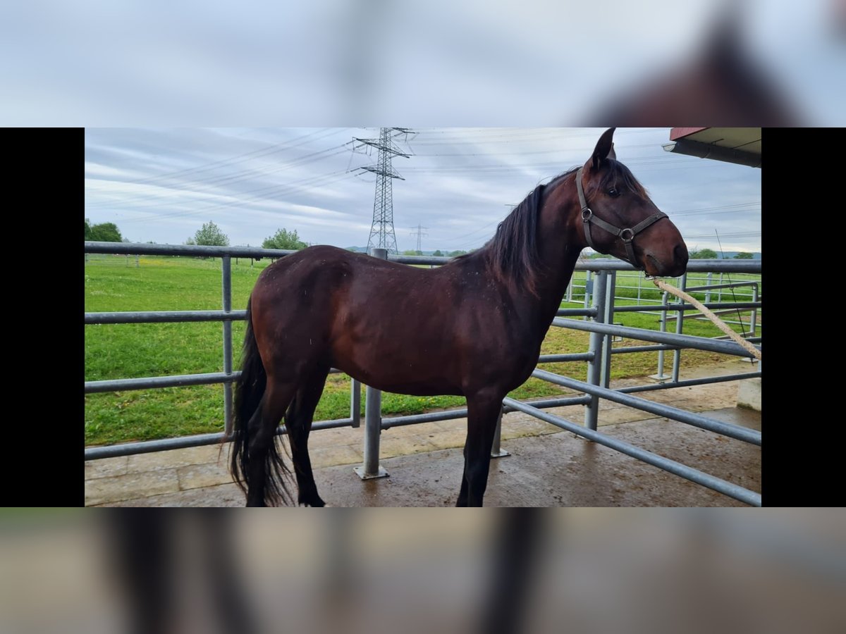 PRE Mix Hengst 2 Jahre 162 cm Dunkelbrauner in Bahlingen am Kaiserstuhl