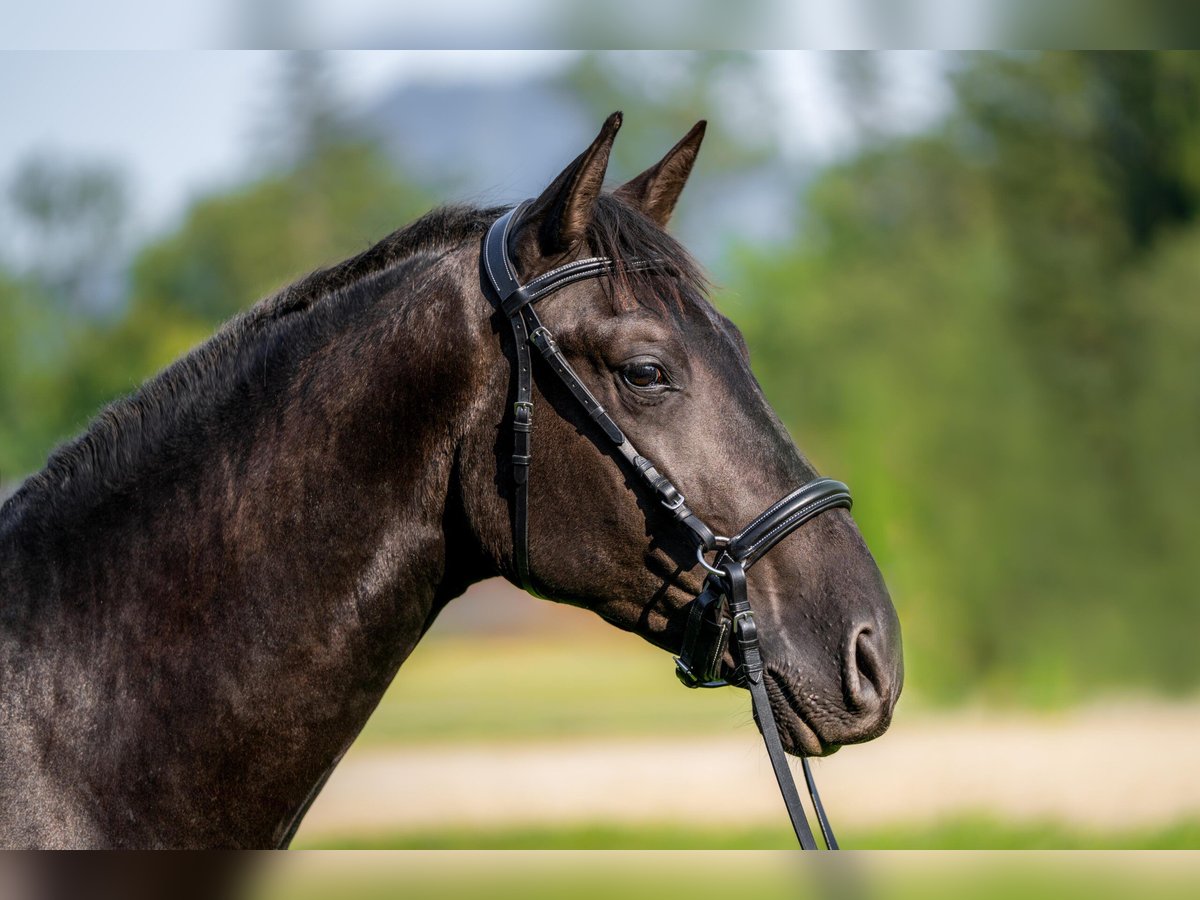 PRE Mix Hengst 2 Jahre 162 cm Rappe in Salzburg
