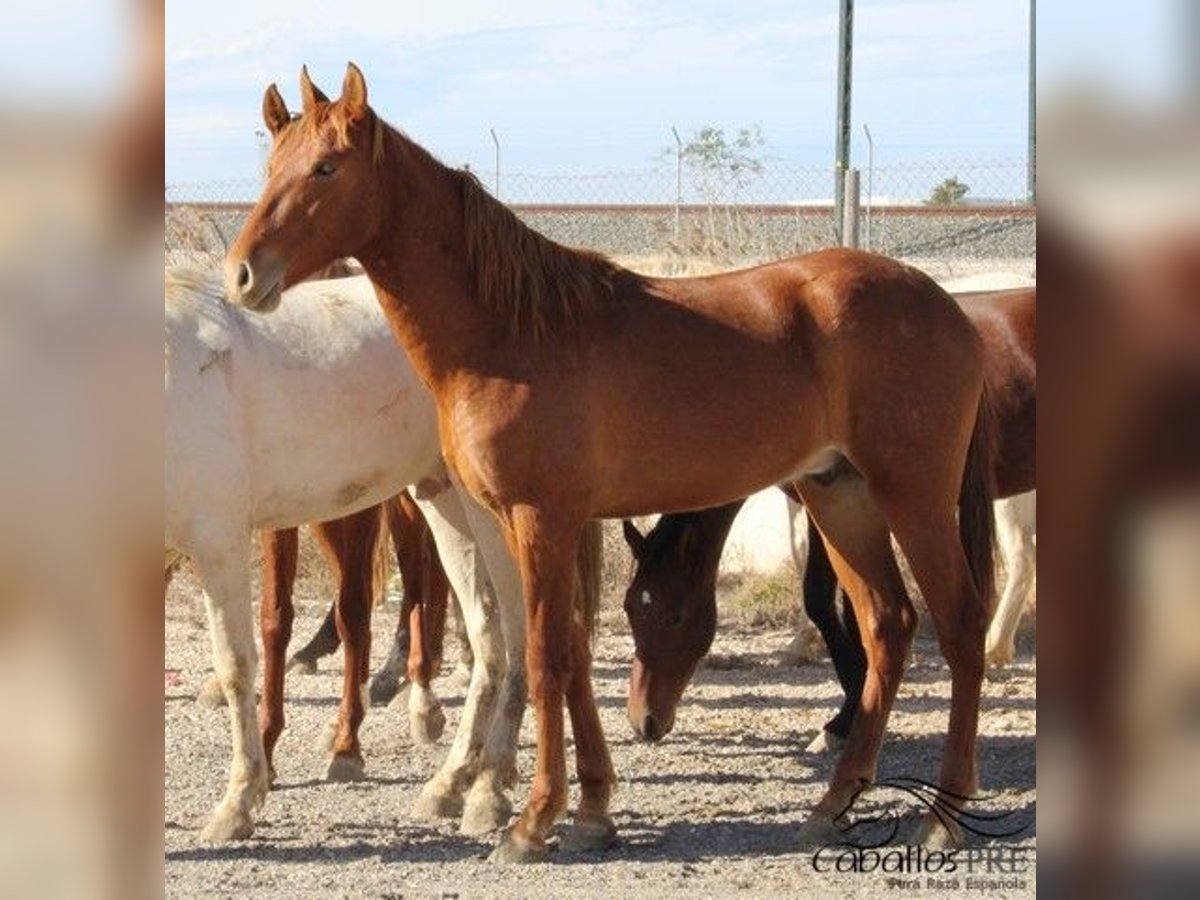 PRE Hengst 2 Jahre 163 cm Fuchs in Alicante