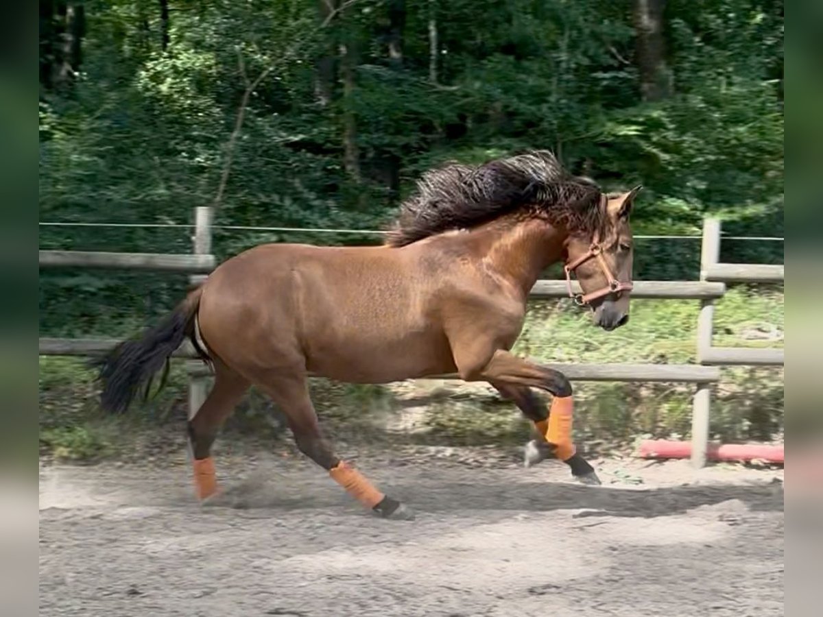 PRE Hengst 2 Jahre 163 cm Hellbrauner in Windeck