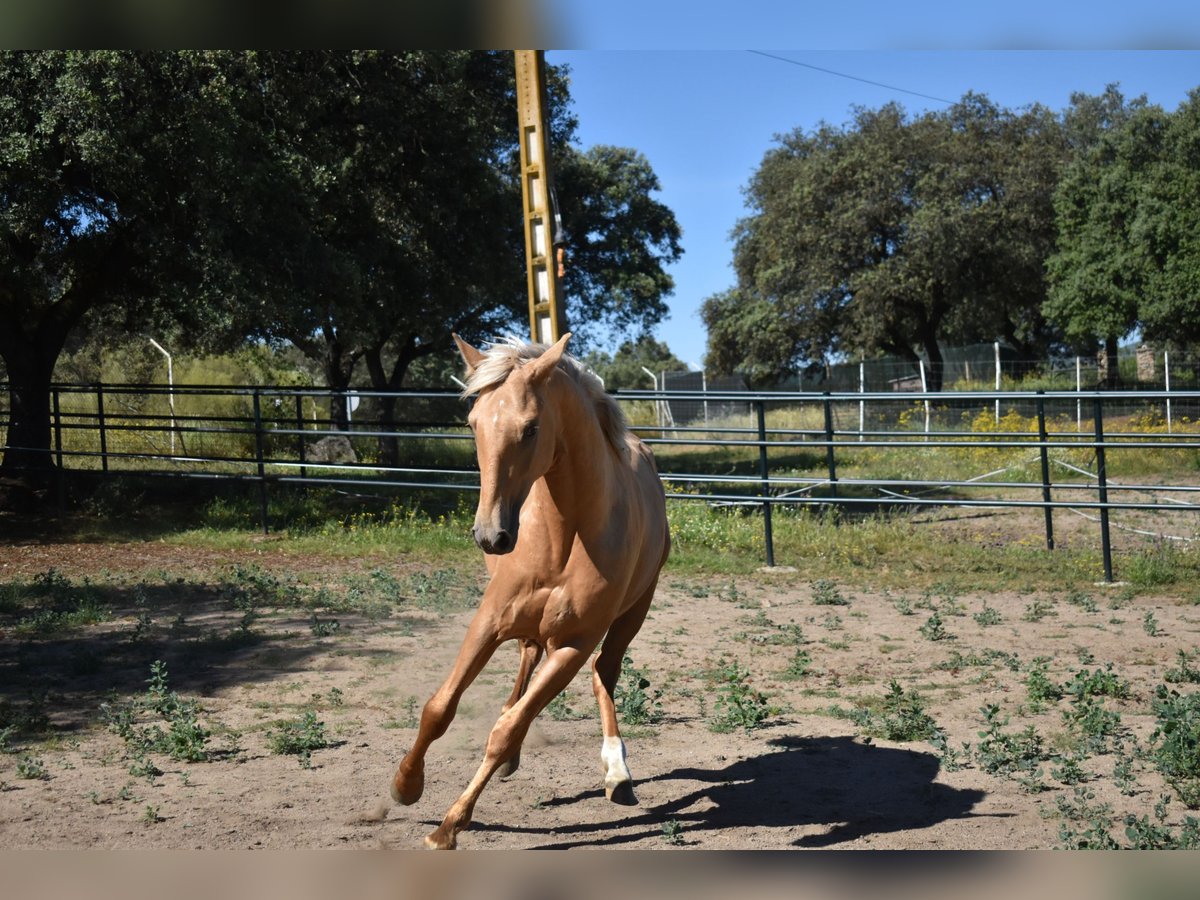 PRE Hengst 2 Jahre 164 cm Palomino in El Real De La Jara, Sevilla