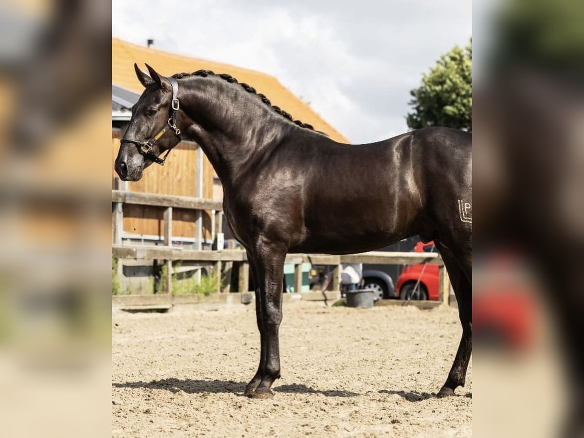 PRE Mix Hengst 2 Jahre 164 cm Rappe in Poeldijk