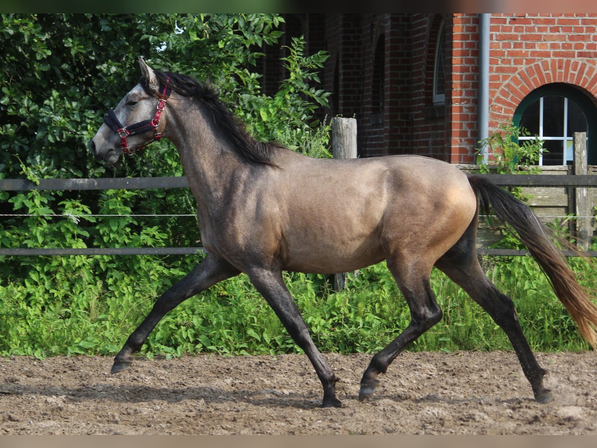 PRE Mix Hengst 2 Jahre 164 cm Schimmel in Wremen