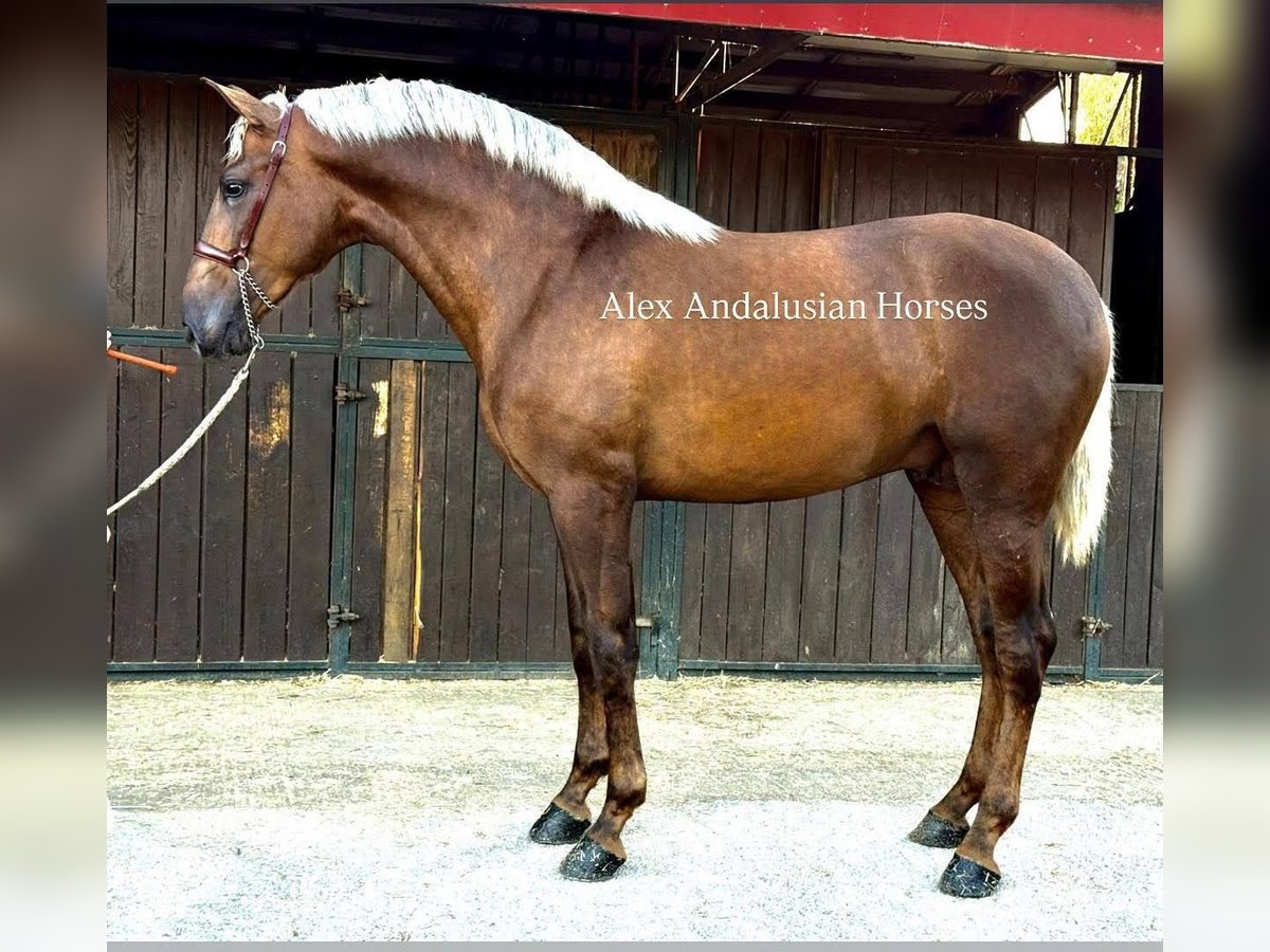 PRE Mix Hengst 2 Jahre 165 cm Palomino in Sevilla