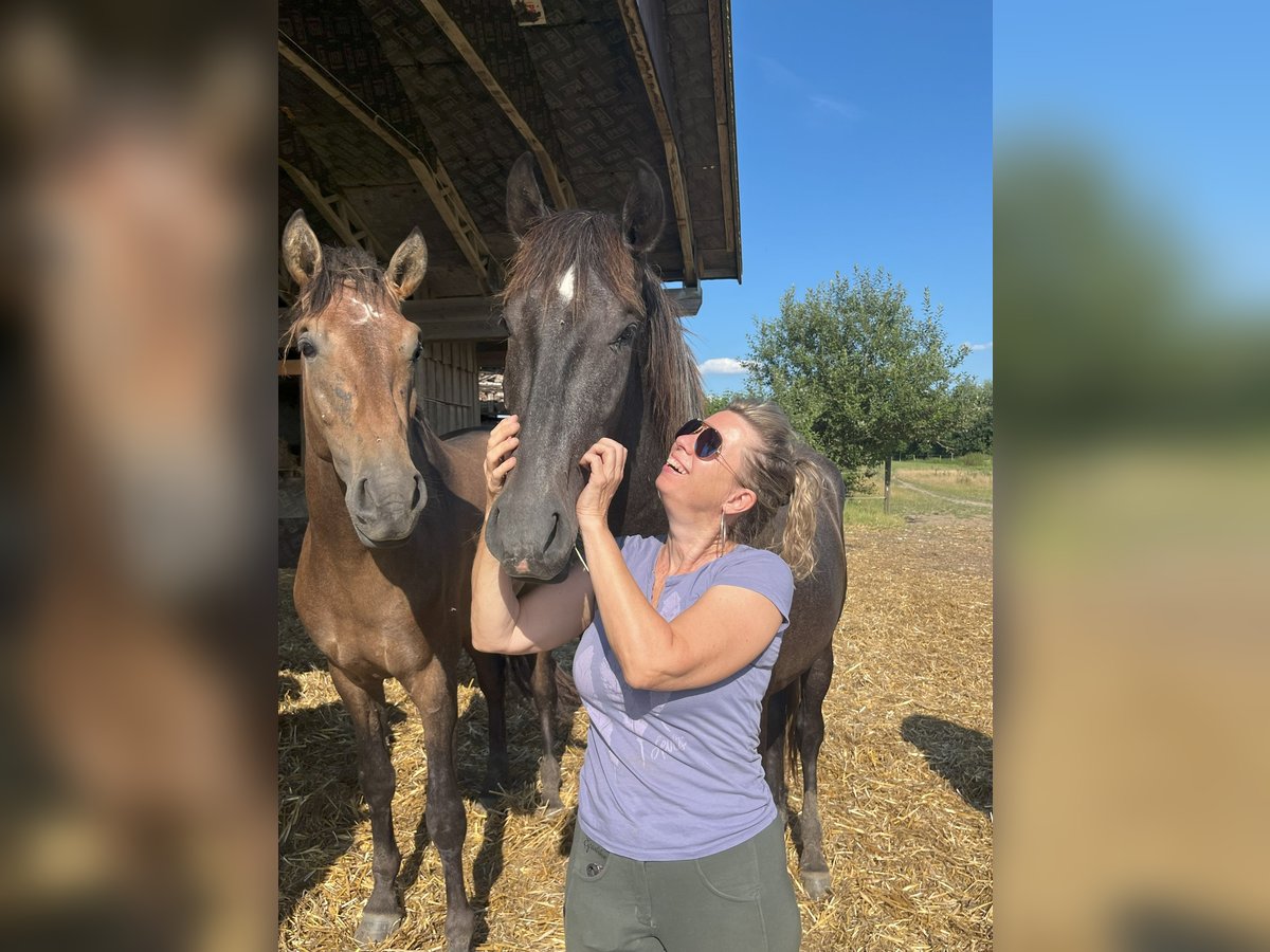 PRE Mix Hengst 2 Jahre 165 cm Rappschimmel in Bibertal