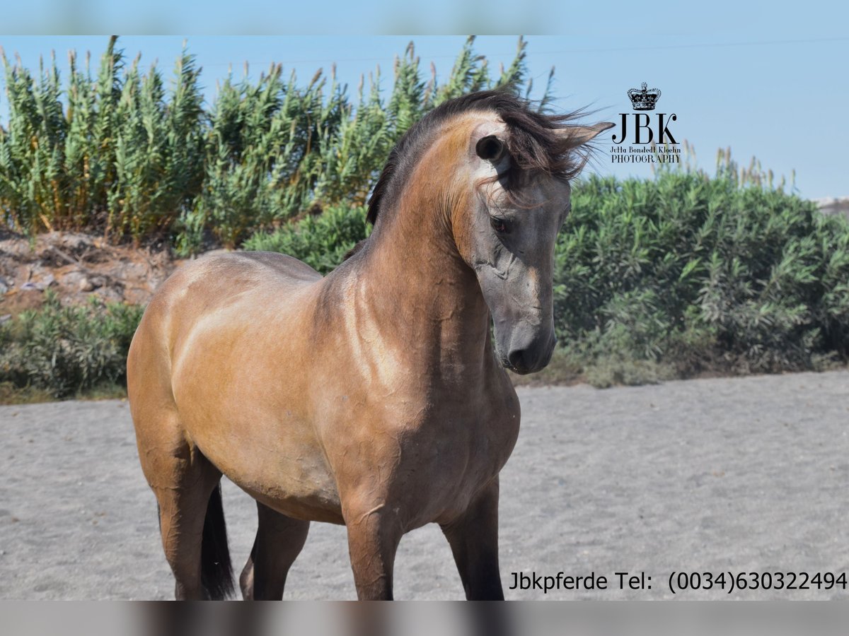 PRE Mix Hengst 2 Jahre 168 cm Falbe in Taberna Almeria