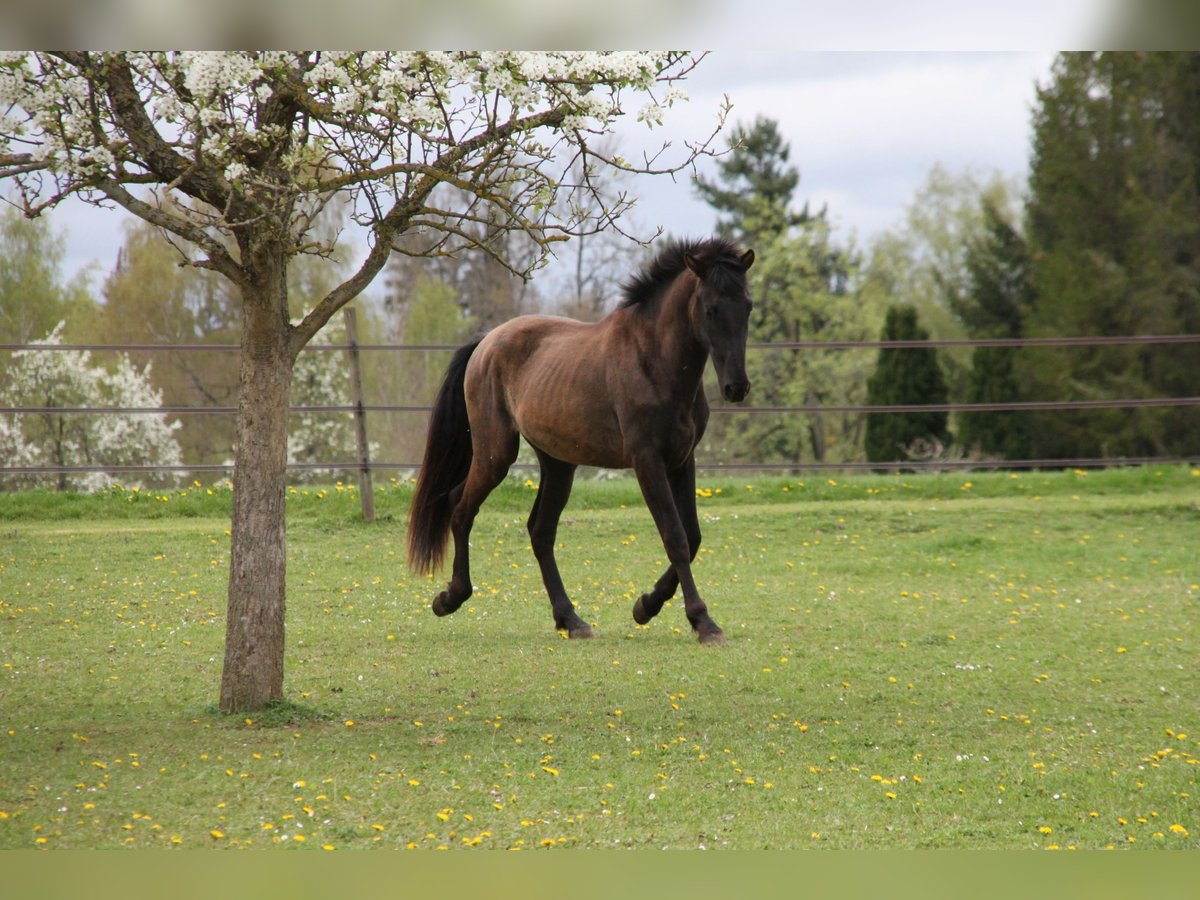 PRE Hengst 2 Jahre 168 cm Rappe in Balingen