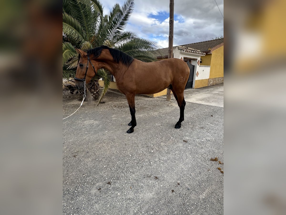 PRE Hengst 2 Jahre 170 cm Brauner in Valderrubio