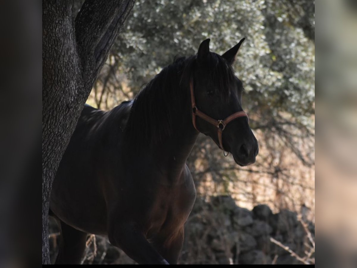 PRE Mix Hengst 2 Jahre 174 cm Rappe in El Real De La Jara PRE Mix Hengst 2 Jahre 174 cm Rappe in El Real De La Jara
