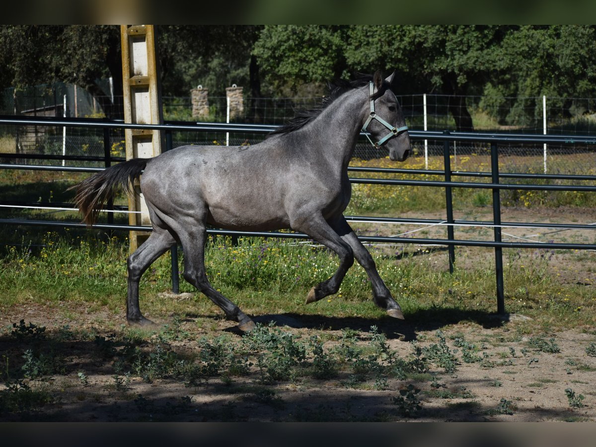 PRE Hengst 2 Jahre 174 cm Schimmel in El Real De La Jara, Sevilla