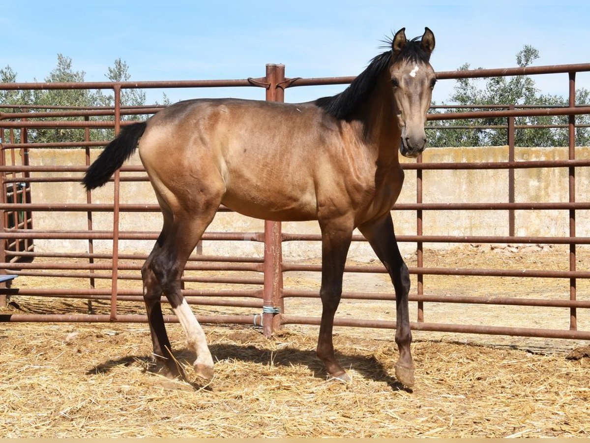 PRE Hengst 2 Jahre Falbe in Provinz Granada