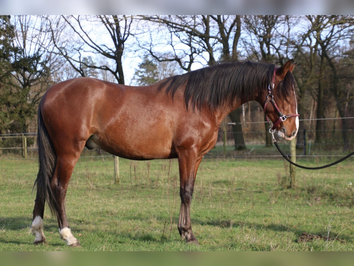 PRE Hengst 3 Jaar 151 cm Bruin in Meerlo