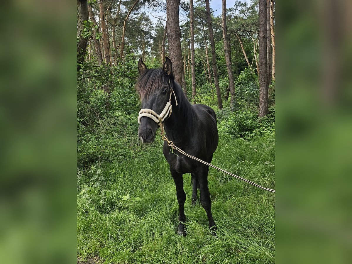 PRE Hengst 3 Jaar 155 cm Zwart in Boezinge