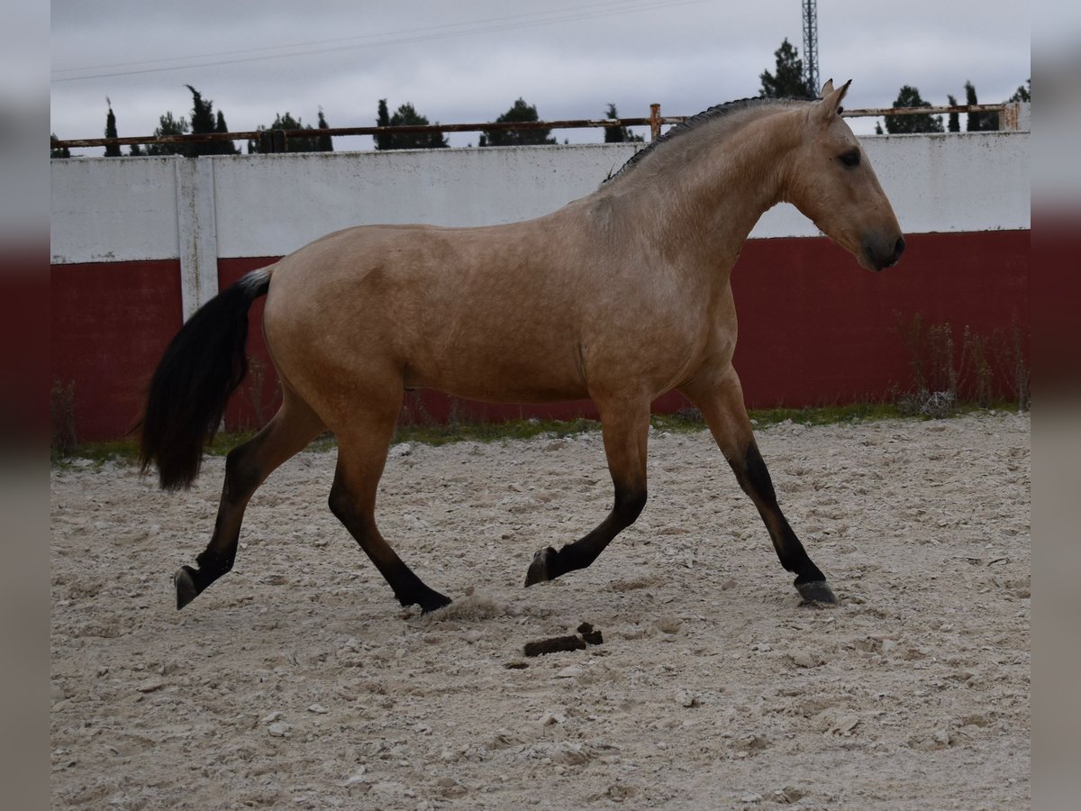 PRE Mix Hengst 3 Jaar 156 cm Falbe in Villarrobledo