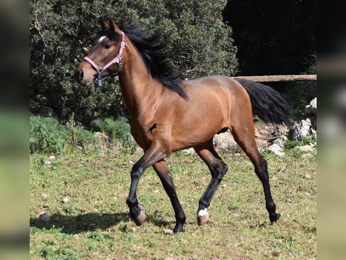 PRE Hengst 3 Jaar 158 cm Bruin in Menorca