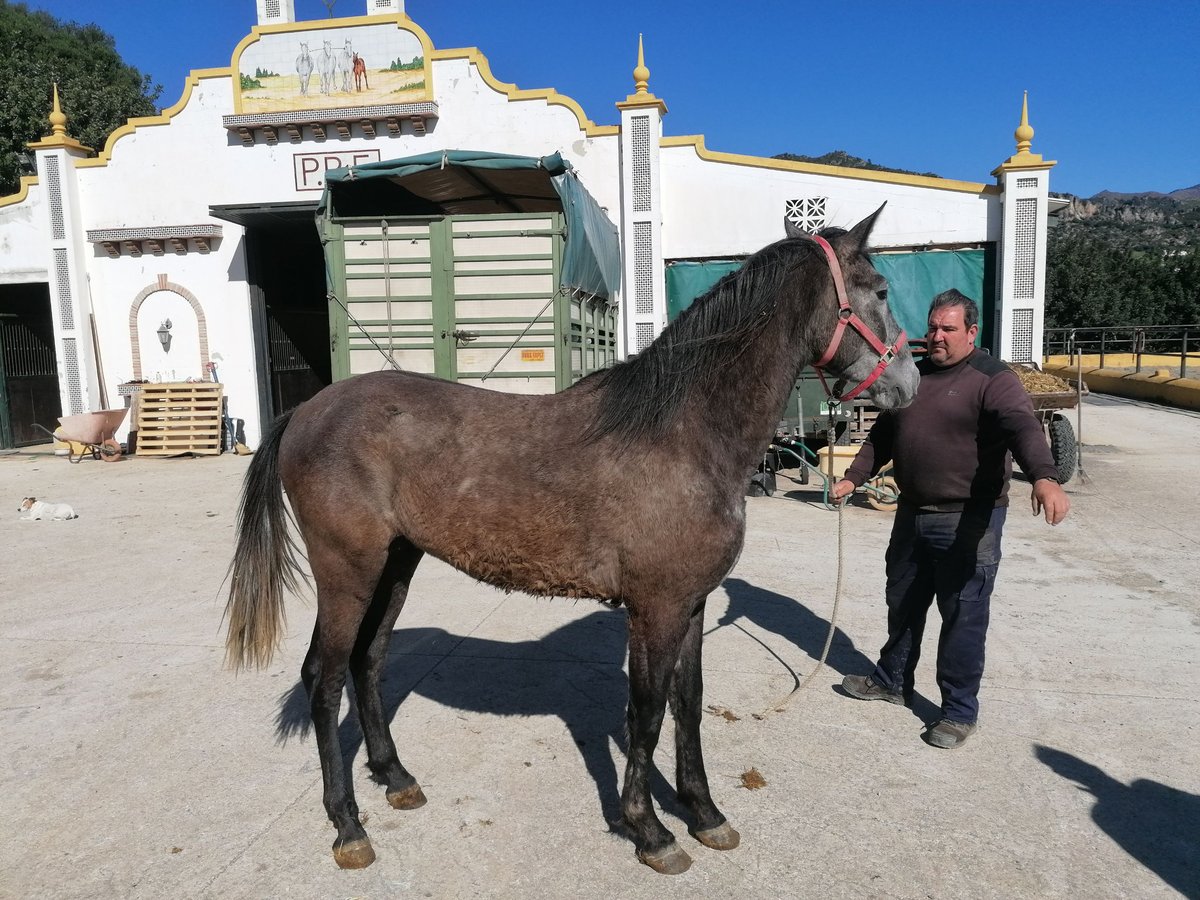 PRE Mix Hengst 3 Jaar 158 cm Schimmel in Pilas