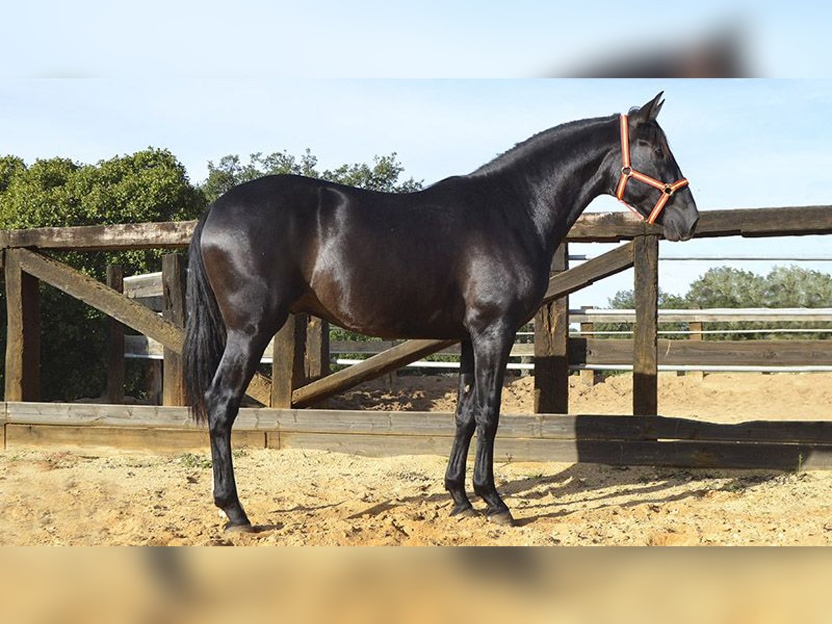 PRE Hengst 3 Jaar 158 cm Zwart in Villarrasa