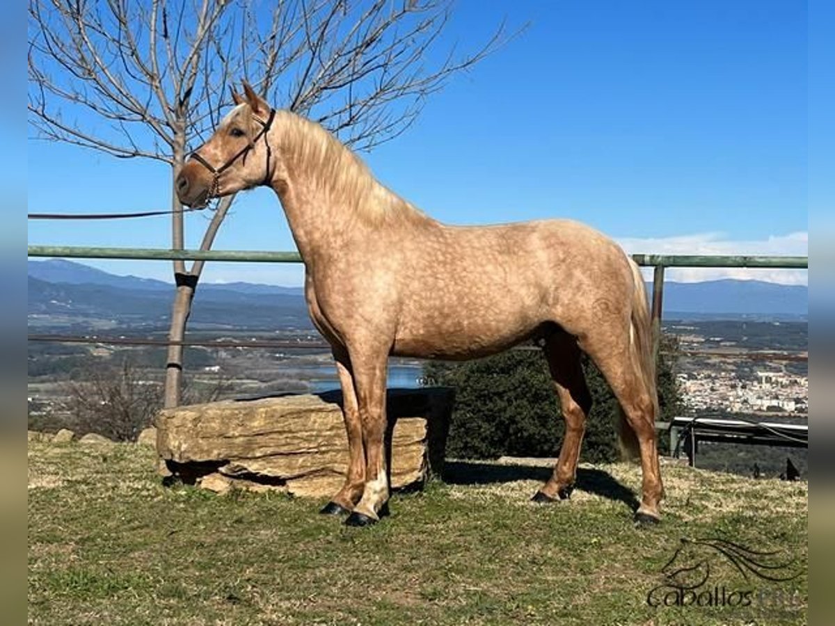 PRE Hengst 3 Jaar 159 cm Palomino in Girona