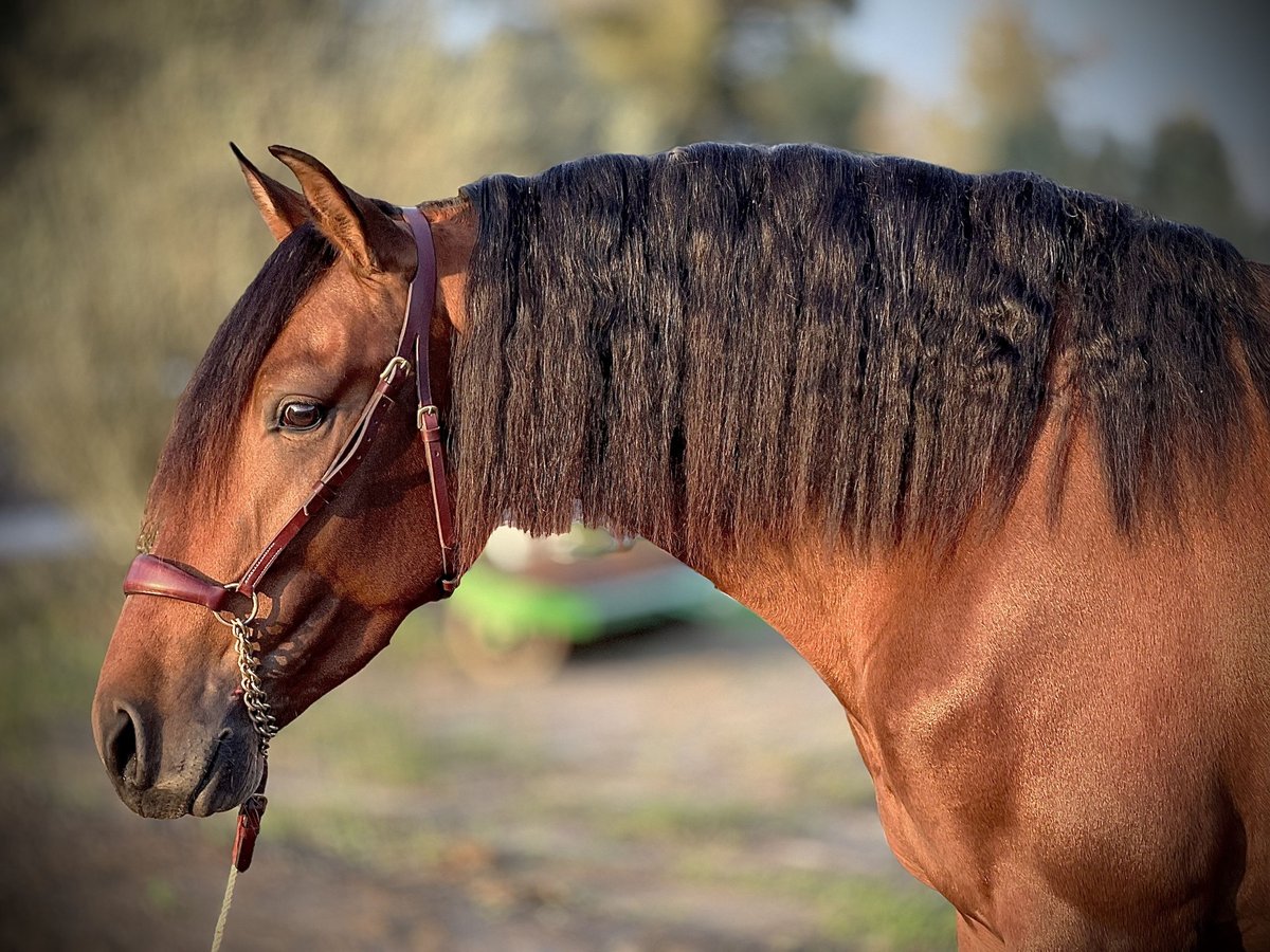 PRE Hengst 3 Jaar 160 cm Bruin in Malaga