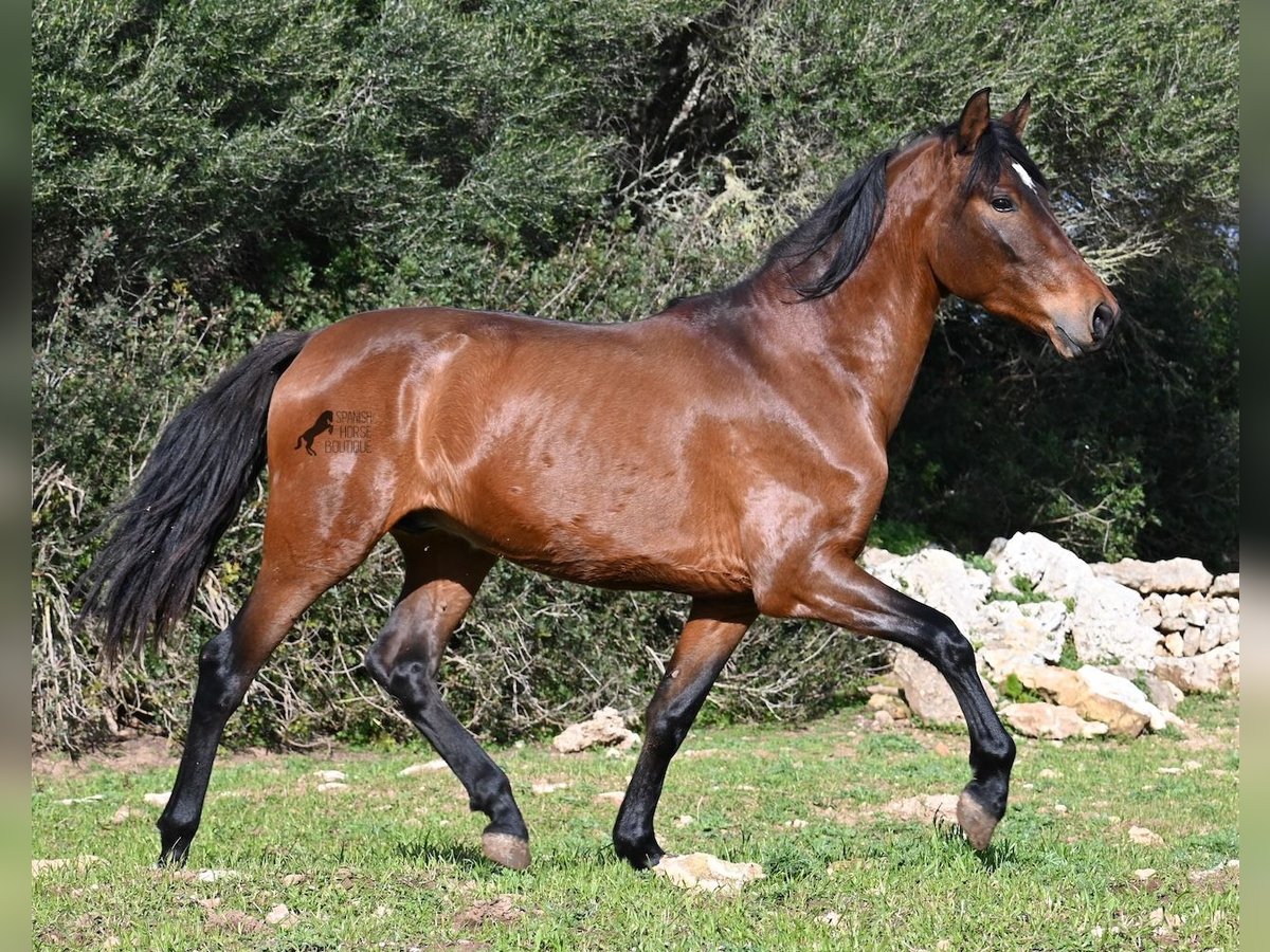 PRE Mix Hengst 3 Jaar 160 cm Bruin in Menorca