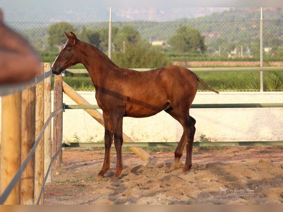 PRE Hengst 3 Jaar 160 cm Donkerbruin in Valencia