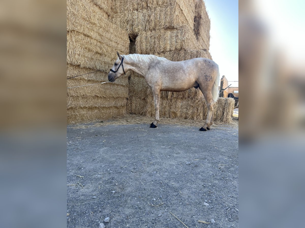 PRE Hengst 3 Jaar 160 cm Palomino in Valderrubio