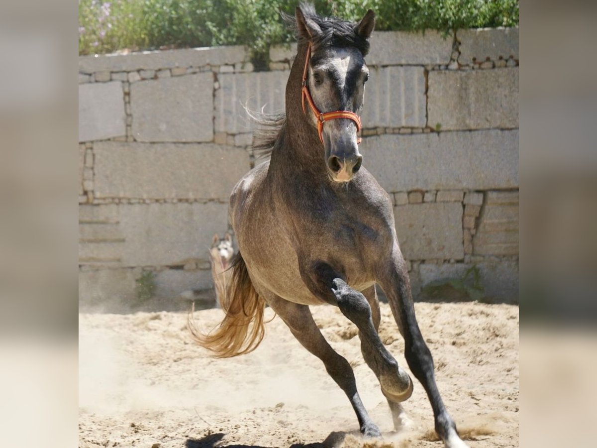 PRE Mix Hengst 3 Jaar 160 cm Schimmel in Vilamarín