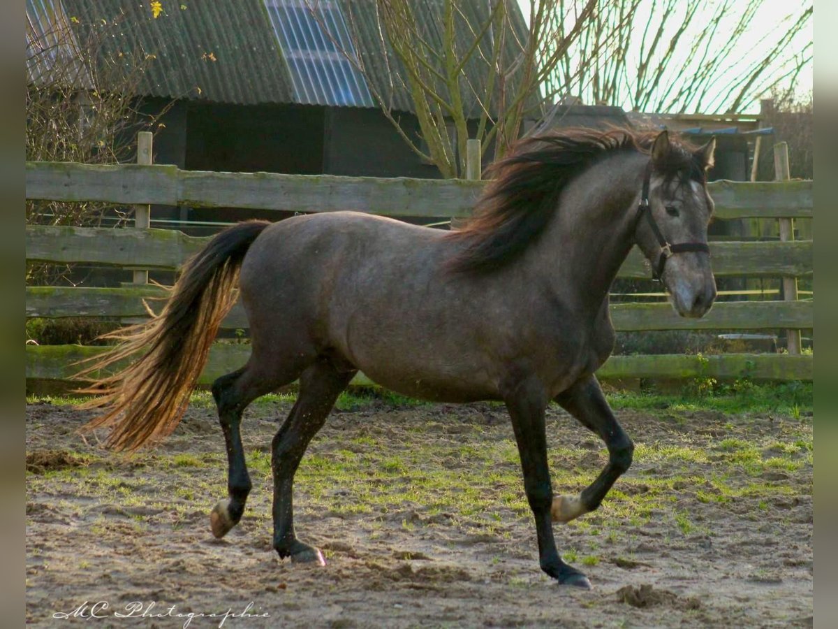 PRE Hengst 3 Jaar 160 cm Schimmel in /Polenz