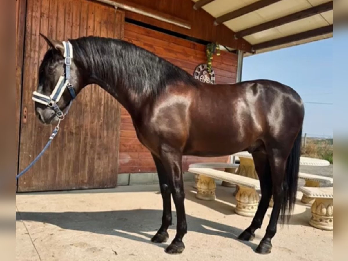 PRE Mix Hengst 3 Jaar 160 cm Zwart in Martfeld