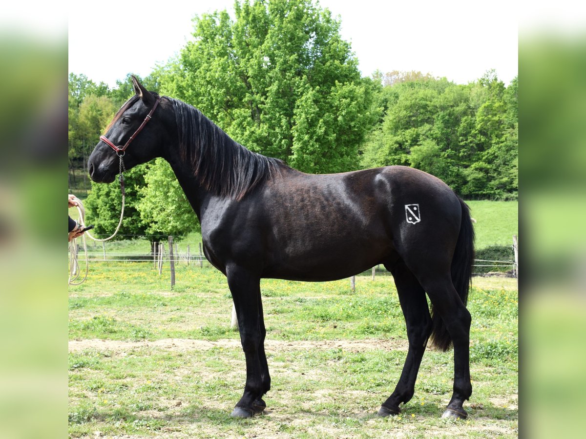 PRE Hengst 3 Jaar 160 cm Zwart in Caumont