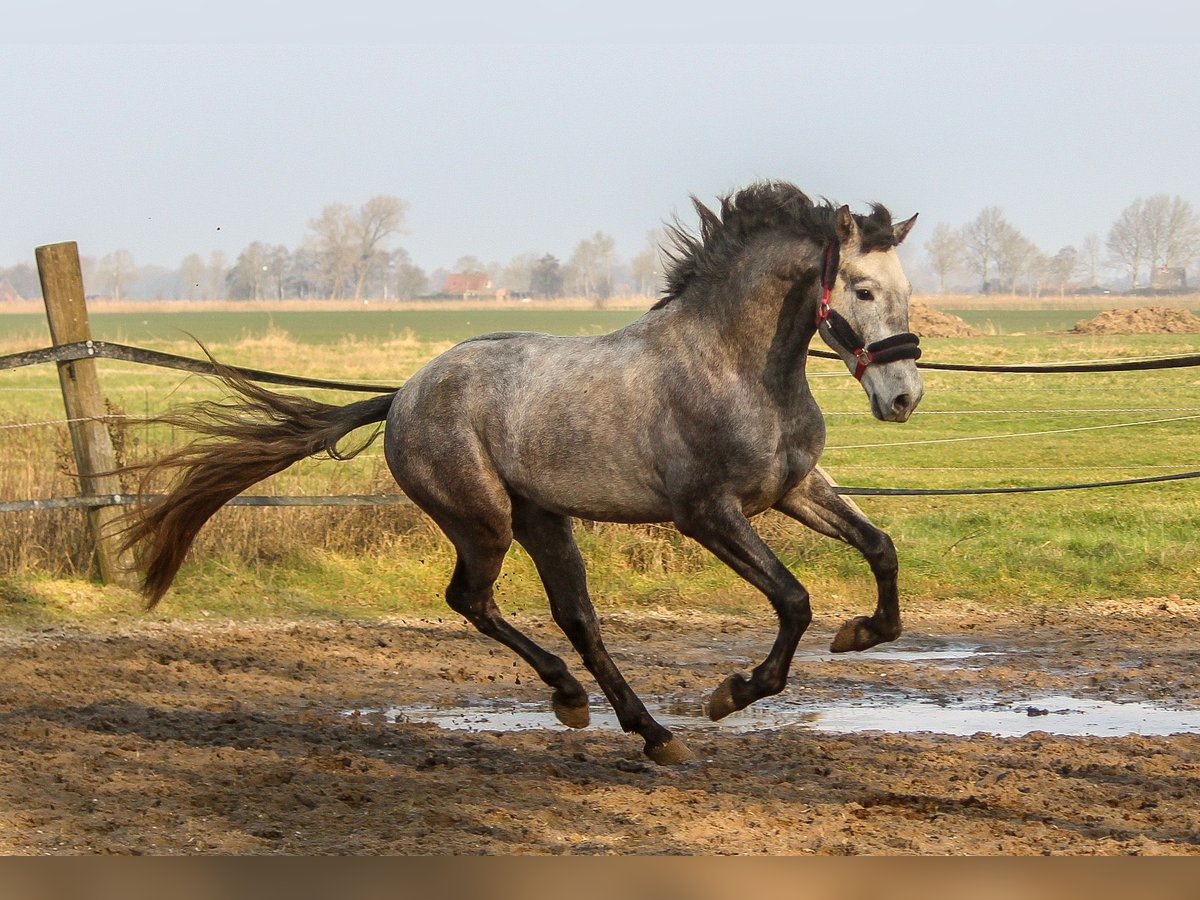 PRE Hengst 3 Jaar 161 cm Schimmel in Wremen