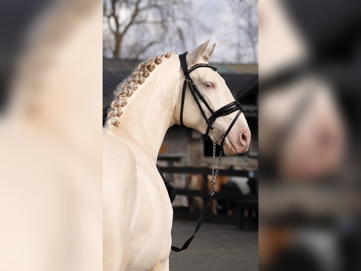 PRE Mix Hengst 3 Jaar 162 cm Perlino in Sm