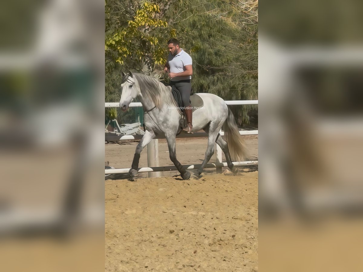 PRE Mix Hengst 3 Jaar 162 cm Schimmel in Sevilla