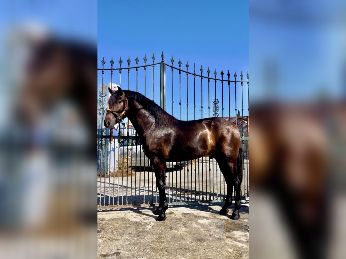 PRE Mix Hengst 3 Jaar 162 cm Vos in M&#xE1;laga